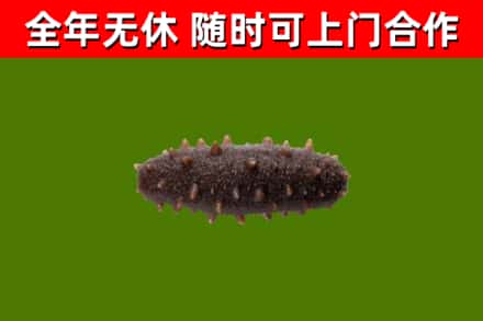 新化县烟酒回收干海参.jpg